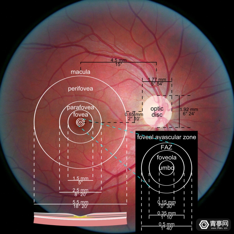 1280px-Macula.svg